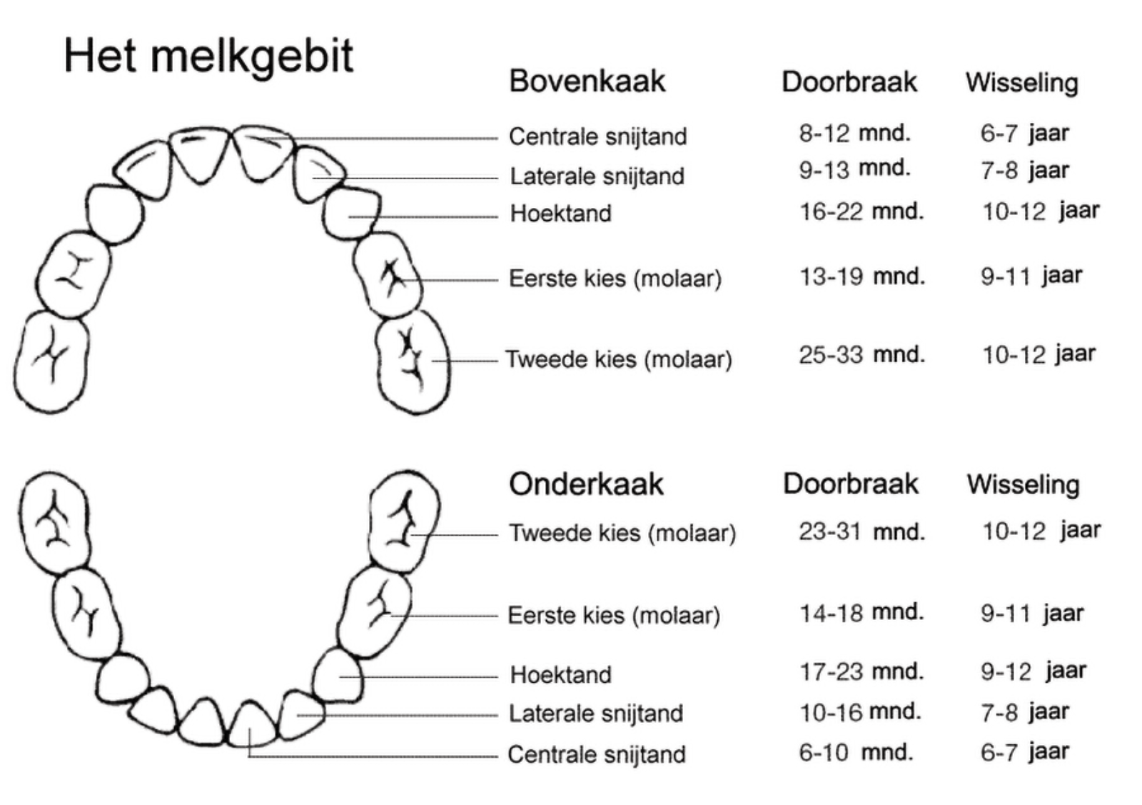 Het melkgebit het blijvende gebit De Kliniek voor Tandheelkunde