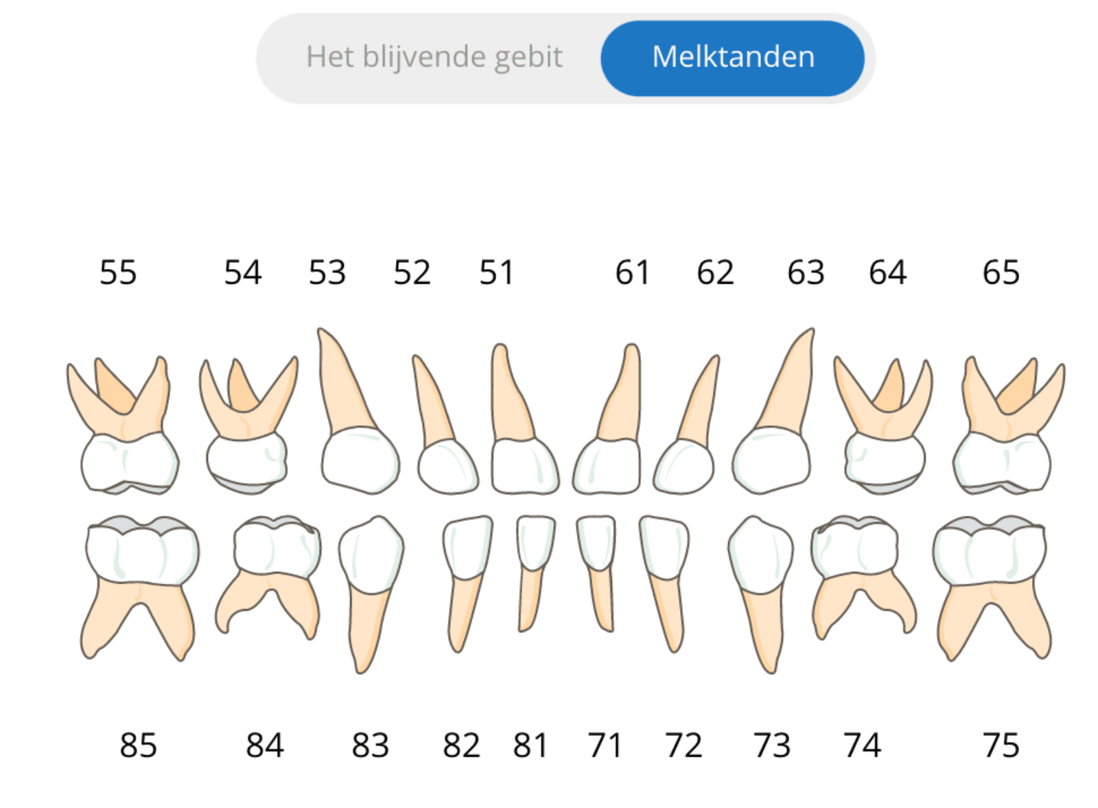 Psychologisch server deksel Het melkgebit en het blijvende gebit | De Kliniek voor Tandheelkunde